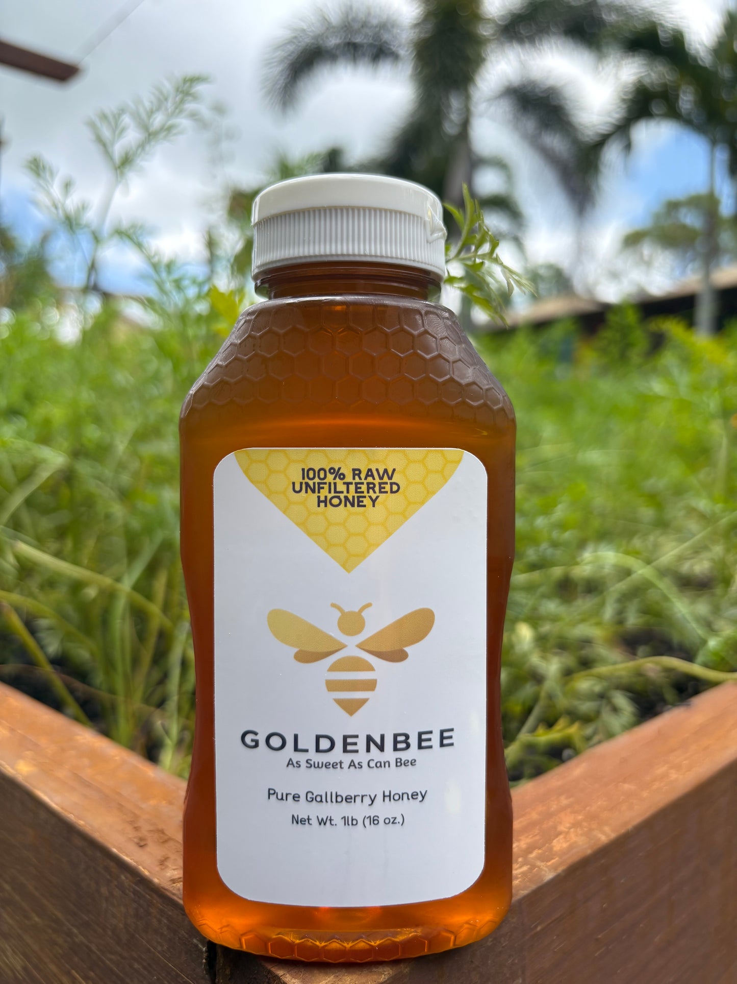 Florida Gallberry Honey - 1lb